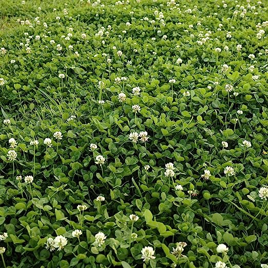 Outsidepride White Dutch Clover Seed for Erosion Control, Ground Cover, Lawn Alternative, Pasture, Forage, & More - 2 LBS